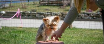 mascota a vivir en armonía