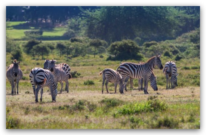 safari en Tanzania