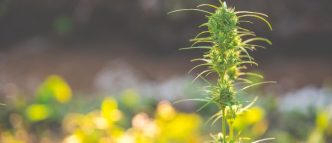 flores de cañamo